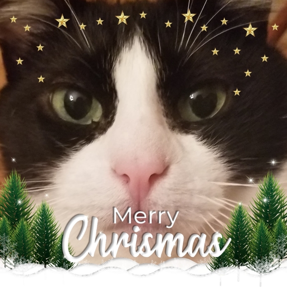 Meet your Posher, Judy - Picture 1 of 1